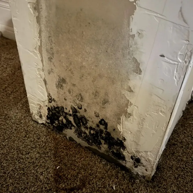 Professional Mold Removal in Fulton, NY